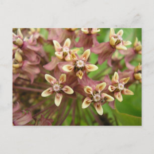 Postal Comuna de Asclépiade