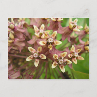 Postal Comuna de Asclépiade