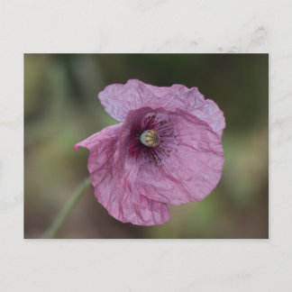 Postal con amapola púrpura