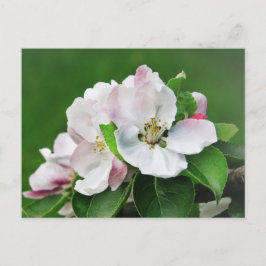 Postal con árbol de manzana en flor rosa blanco