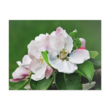 Postal con árbol de manzana en flor rosa blanco