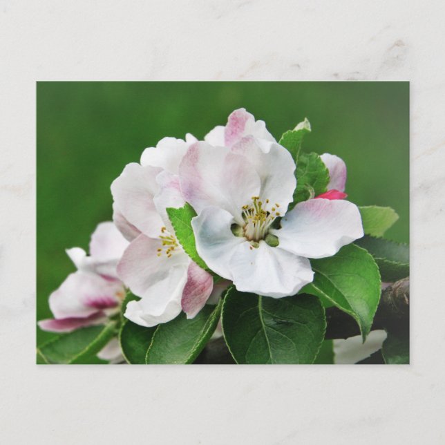 Postal con árbol de manzana en flor rosa blanco (Anverso)