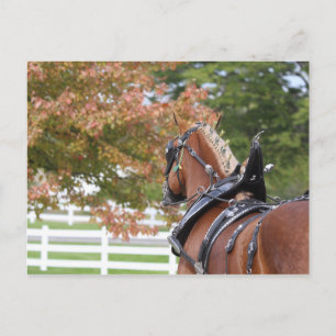 Postal con caballo de tiro belga enjaezado