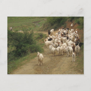 Postal con cabras