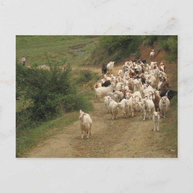 Postal con cabras (Anverso)