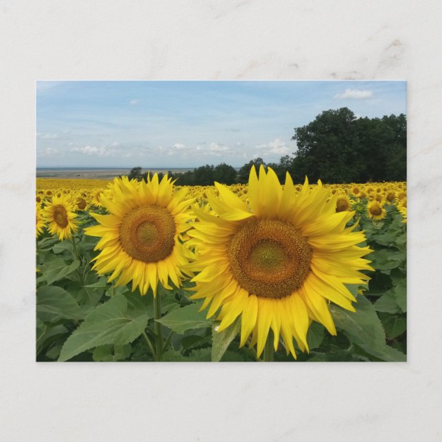 Postal con campo de girasol (Anverso)