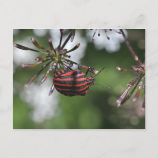 Postal con chispa de Shieldbug a la bandas