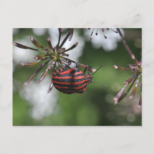 Postal con chispa de Shieldbug a la bandas (Anverso)
