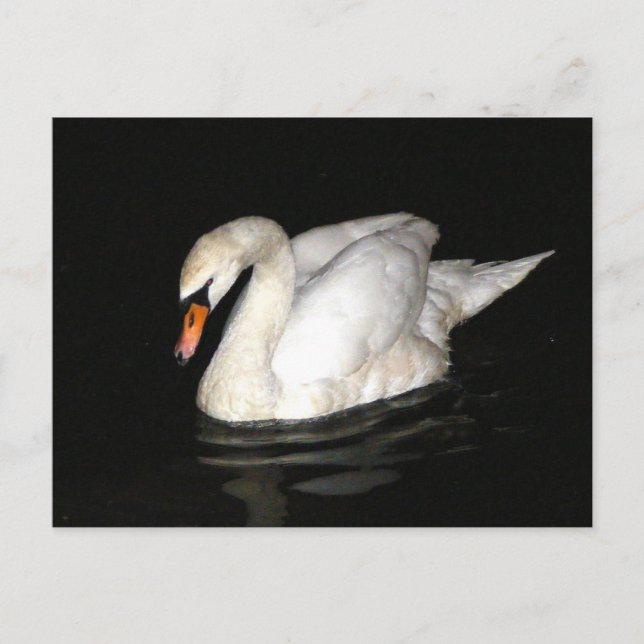 Postal con cisne (Anverso)