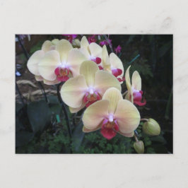Postal con crema y orquídea rosa