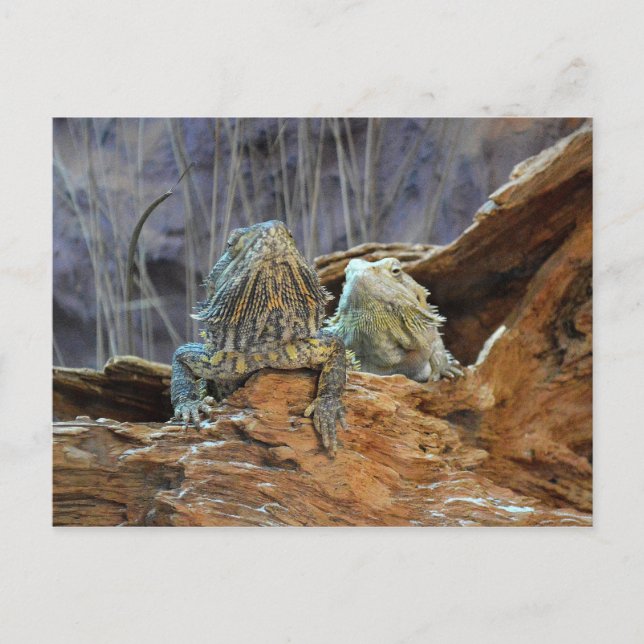Postal con dos lagartos curiosos (Anverso)