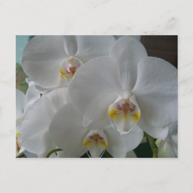 Postal con ducha de novia invitación con orquídeas (Anverso)
