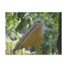 Postal con el pelícano de ocultación