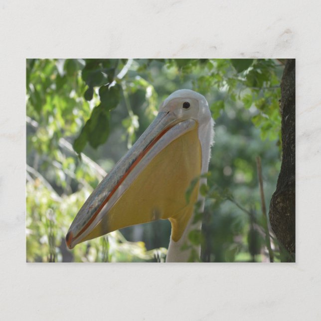 Postal con el pelícano de ocultación (Anverso)