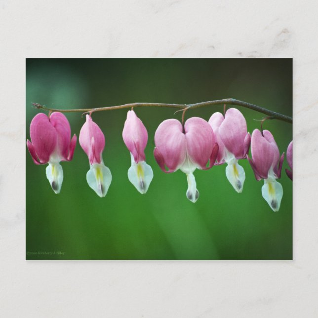 Postal con encanto rosa (Anverso)