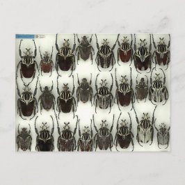 Postal con escarabajos Goliath