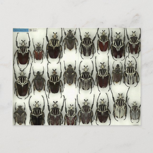 Postal con escarabajos Goliath (Anverso)