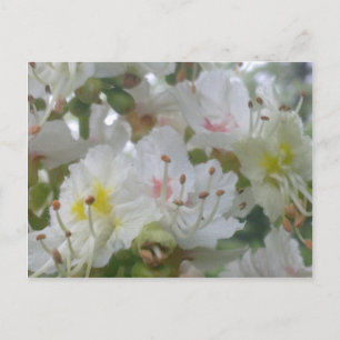 Postal con flor de castaño de caballo