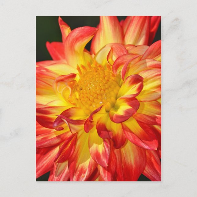 Postal con flor de dahlia amarilla y naranja (Anverso)