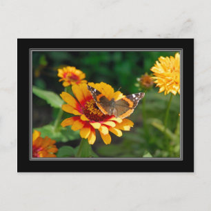 Postal con flor silvestre y mariposa india