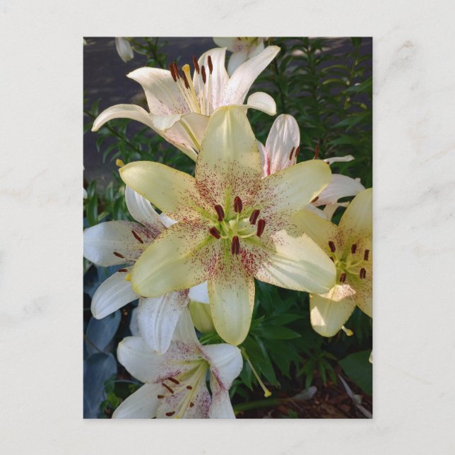 Postal con flores amarillas amarillas (Anverso)