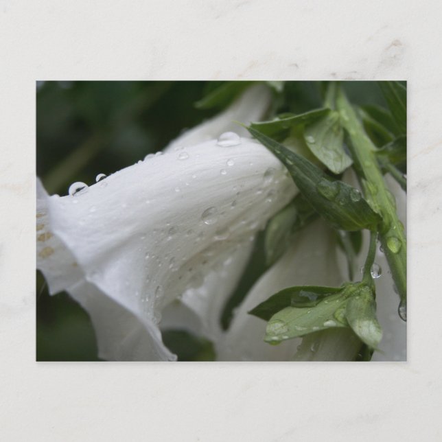 Postal con flores blancas, Auckland Wintergarden (Anverso)