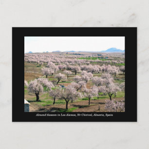 Postal con flores de almendra - Chirivel, España