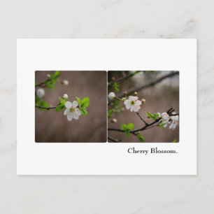 Postal con flores de cerezo