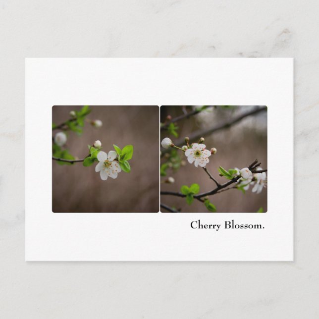Postal con flores de cerezo (Anverso)