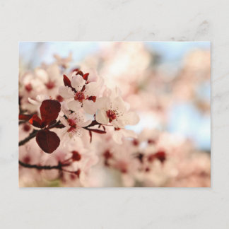 Postal con flores de cerezo rosa