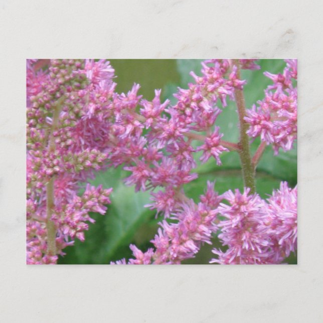 Postal con flores de color rosa (Anverso)