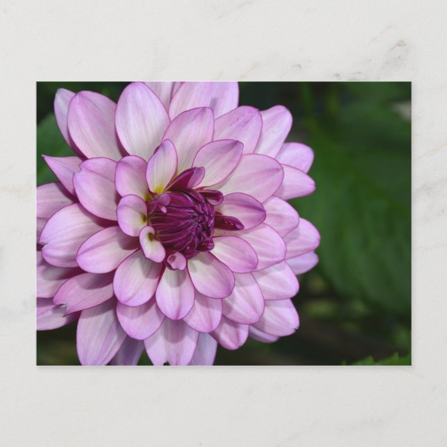 Postal con flores de dahlia morada (Anverso)