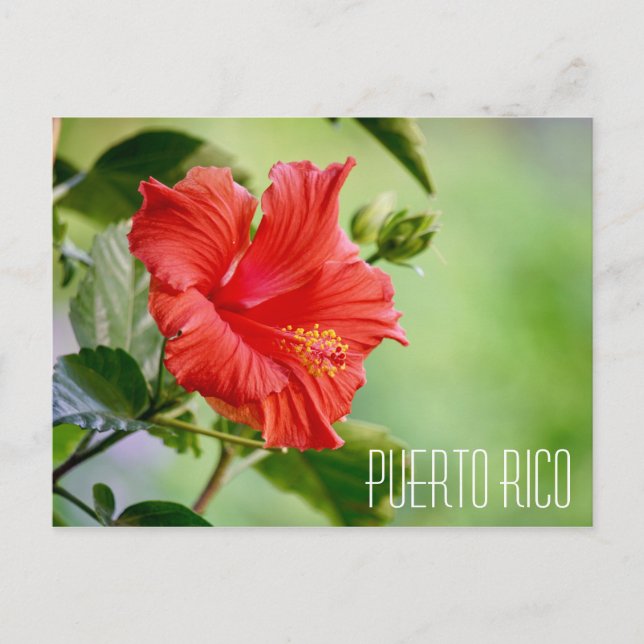 Postal con flores de hibisco de Puerto Rico (Anverso)