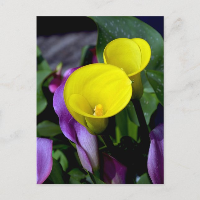 Postal con flores de lirio morado y amarillo (Anverso)