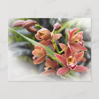 Postal con flores de orquídeas de cimbidio naranja
