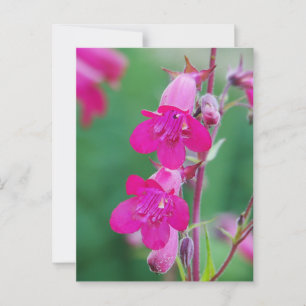 Postal con flores de pentón rosado