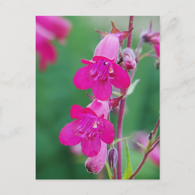 Postal con flores de pentón rosado (Anverso)