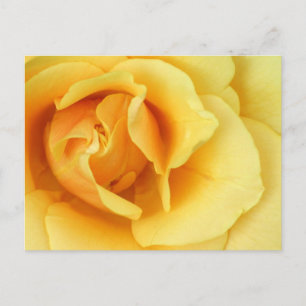 Postal con flores de rosa amarillo