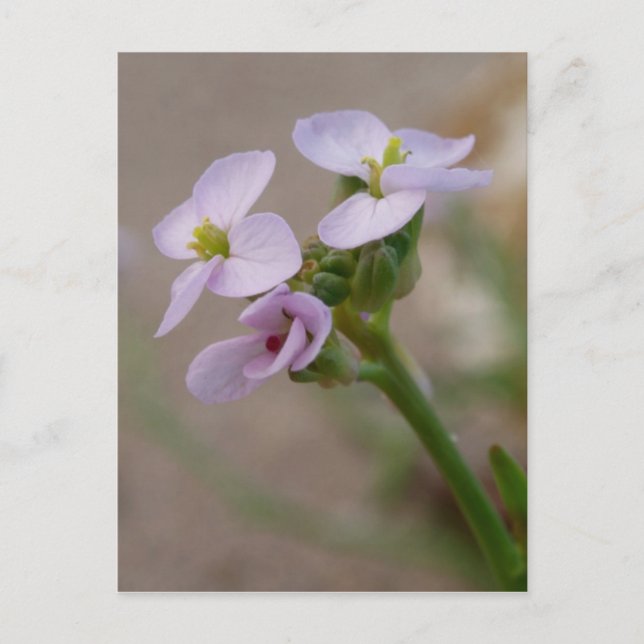 Postal con flores moradas (Anverso)