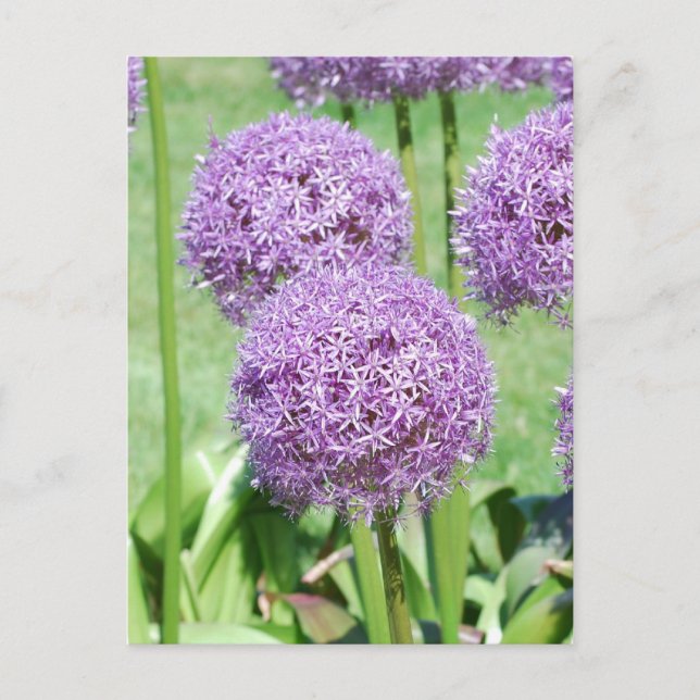 Postal con flores moradas (Anverso)