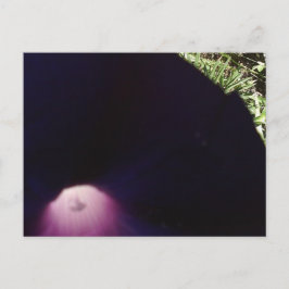 Postal con flores moradas