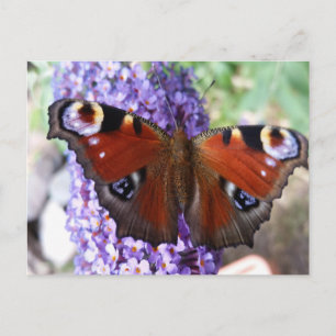 Postal con flores moradas de mariposa marrón y púr