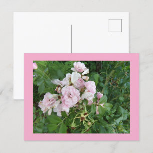 Postal con flores rosadas