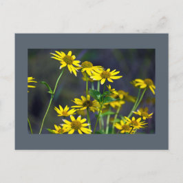 Postal con flores silvestres amarillas