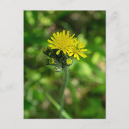 Postal con flores silvestres amarillas de Hawkweed
