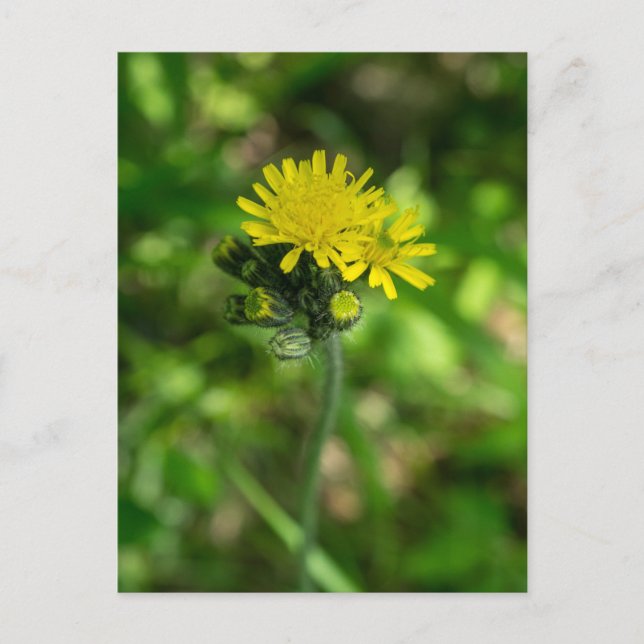 Postal con flores silvestres amarillas de Hawkweed (Anverso)