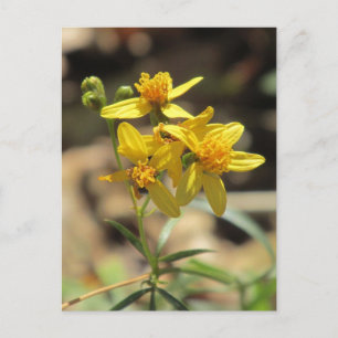 Postal con flores silvestres de cabeza de limón pe