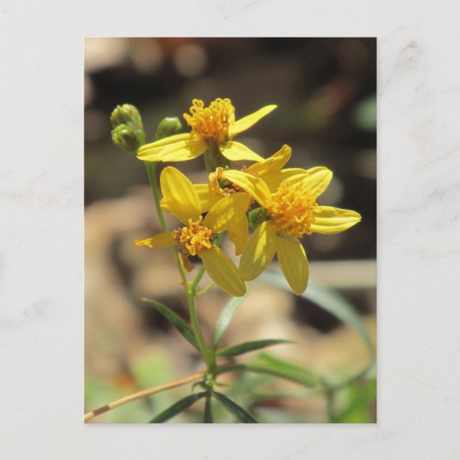 Postal con flores silvestres de cabeza de limón pe (Anverso)