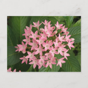 Postal con flores tropicales rosadas de bonito
