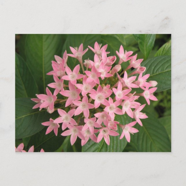 Postal con flores tropicales rosadas de bonito (Anverso)